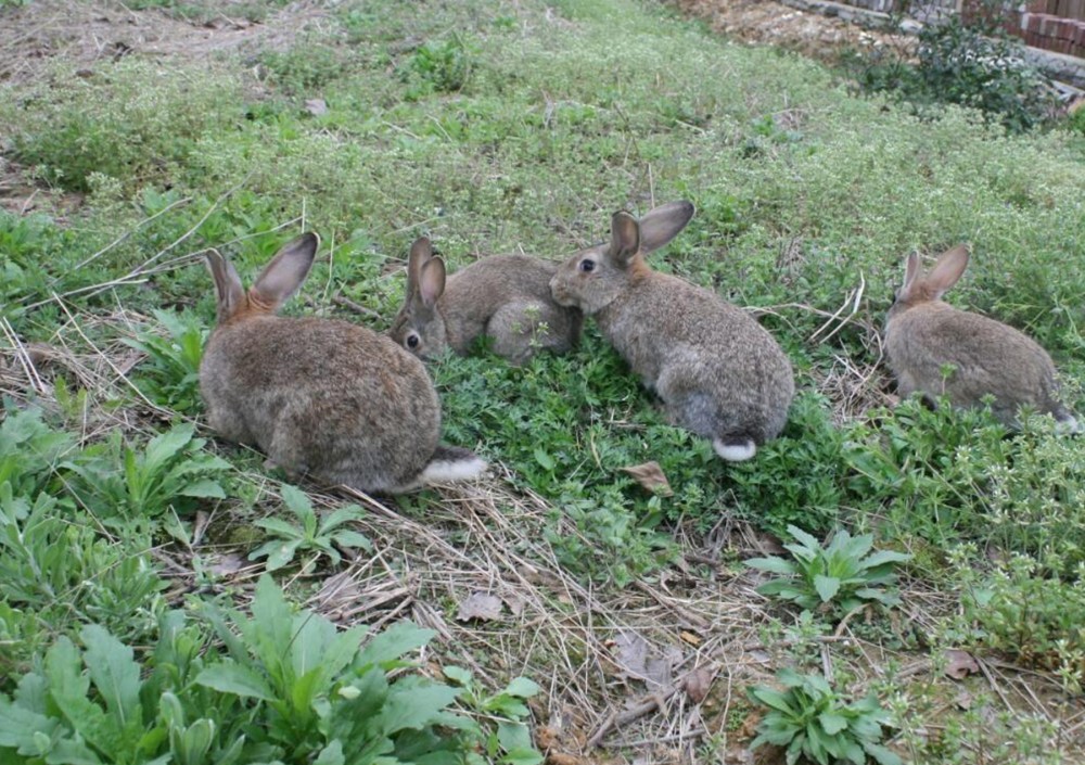 致富经还是致负经小伙借十几万养野兔如今负债200万