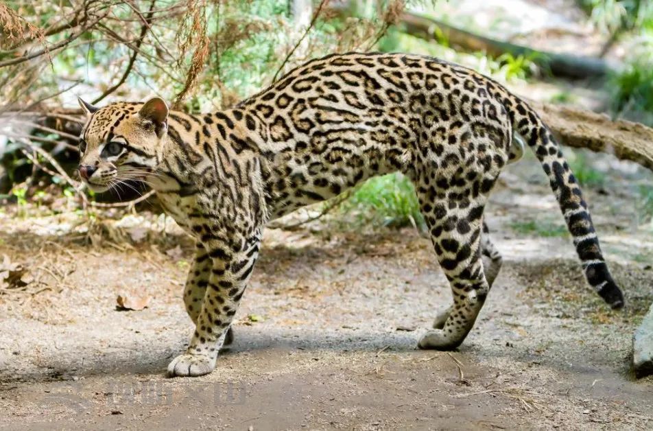 萌萌哒豹猫首次在文山这个地方被拍到