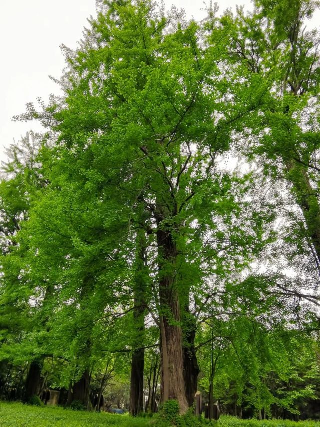 百年百树|上海也有"狮子林",古银杏群落铺开一幅时代画卷