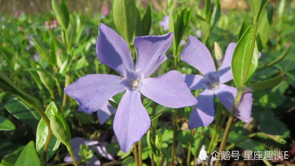 6月11日星座运势 抛砖引玉 拔得头筹的四大星座 腾讯新闻