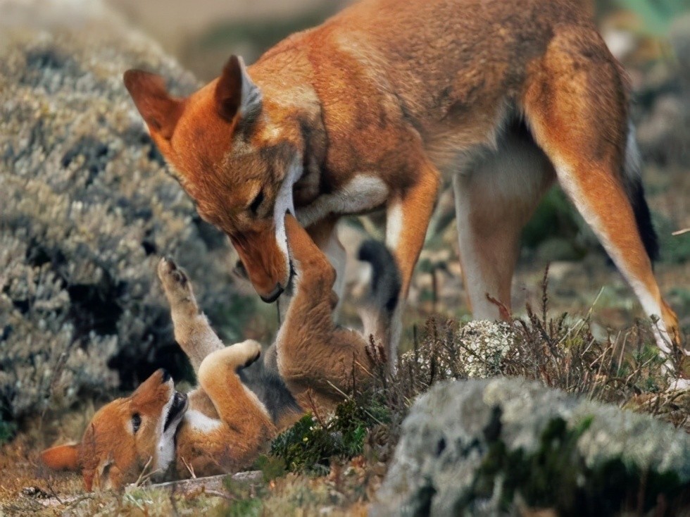 肃南首次发现大规模豺群,它的攻击力有多强?
