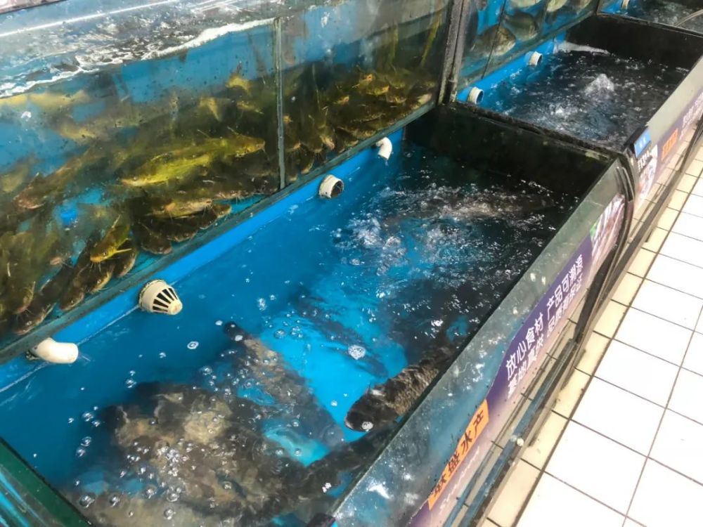 联盛超市水产区大多是平常吃的鱼联盛超市鱼价估计还会有所上浮过几天