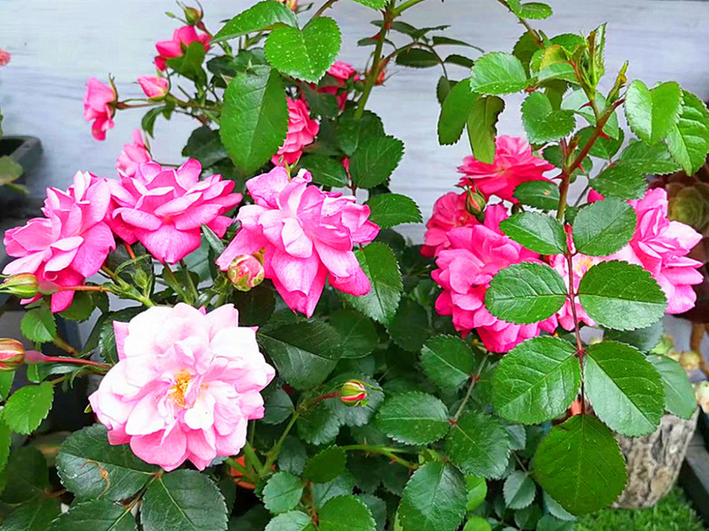 无意买下一棵蔷薇花 没想到带来意外惊喜 蔷薇花真的适合阳台养 腾讯新闻