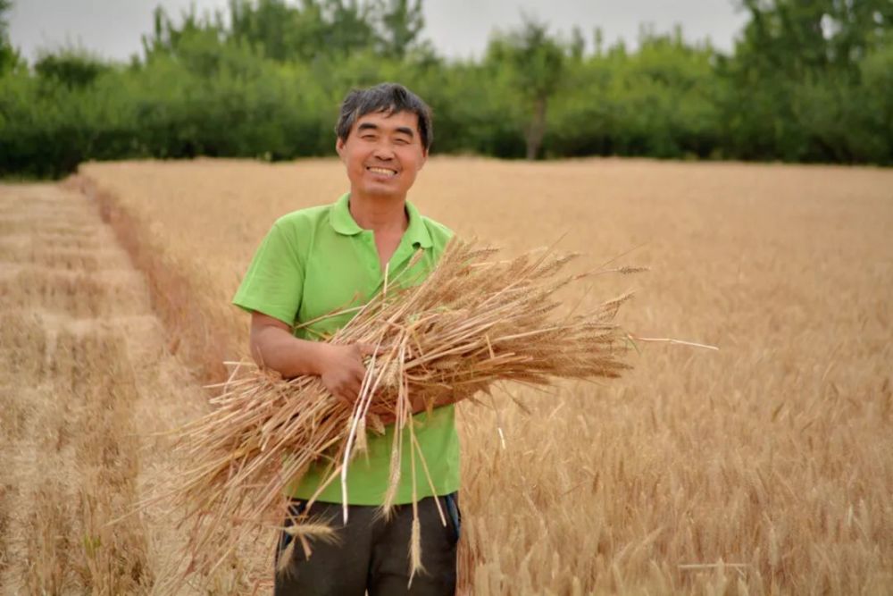 麦穗一夜间就浑身金黄似乎昨天还是青黄相间散发着草汁气在永城各乡镇