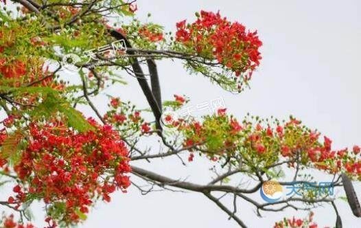 厦门凤凰花进入盛花期网友 仿佛一朵朵艳丽的 红云 腾讯新闻