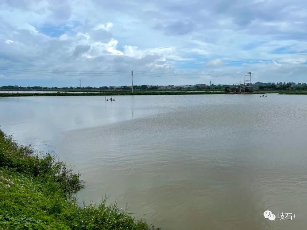 岐石池塘水满景色怡人