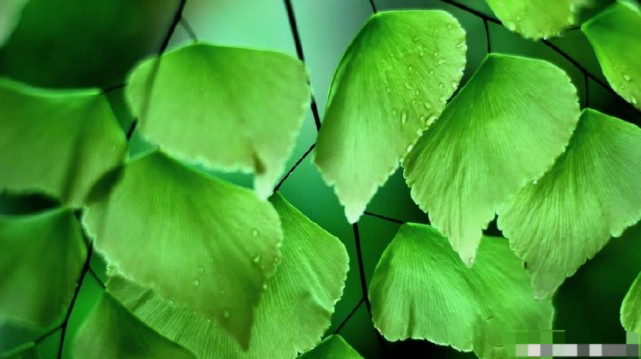 七月桃花雨纷纷 美好姻缘向你奔 受月老指示的三星座 将获真爱 腾讯新闻