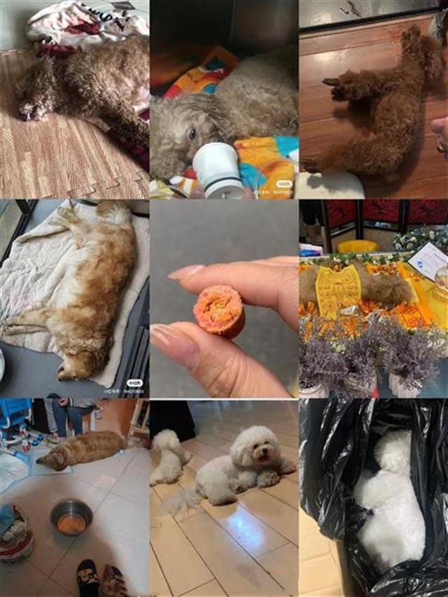 而投毒的方式是在草地上投放有毒的香肠,只要狗子食用了,就必死无疑.