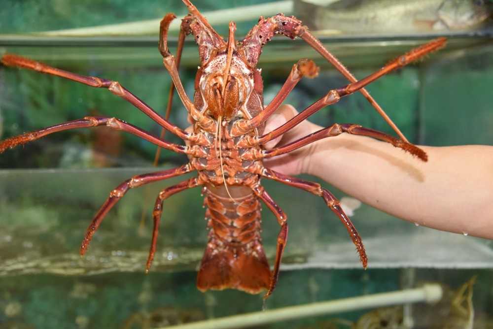 澳洲龙虾偷偷重返中国对华贸易死灰复燃原来有灰色渠道