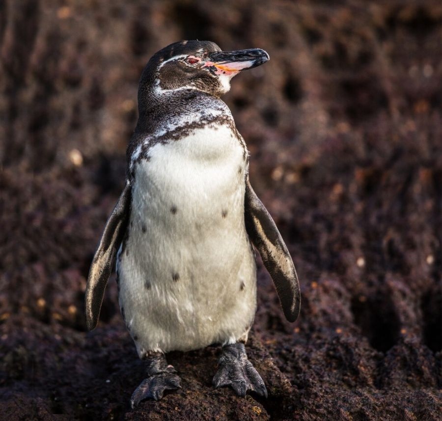 唯一热带企鹅为恰饭远离南极差点被入侵物种逼至灭绝