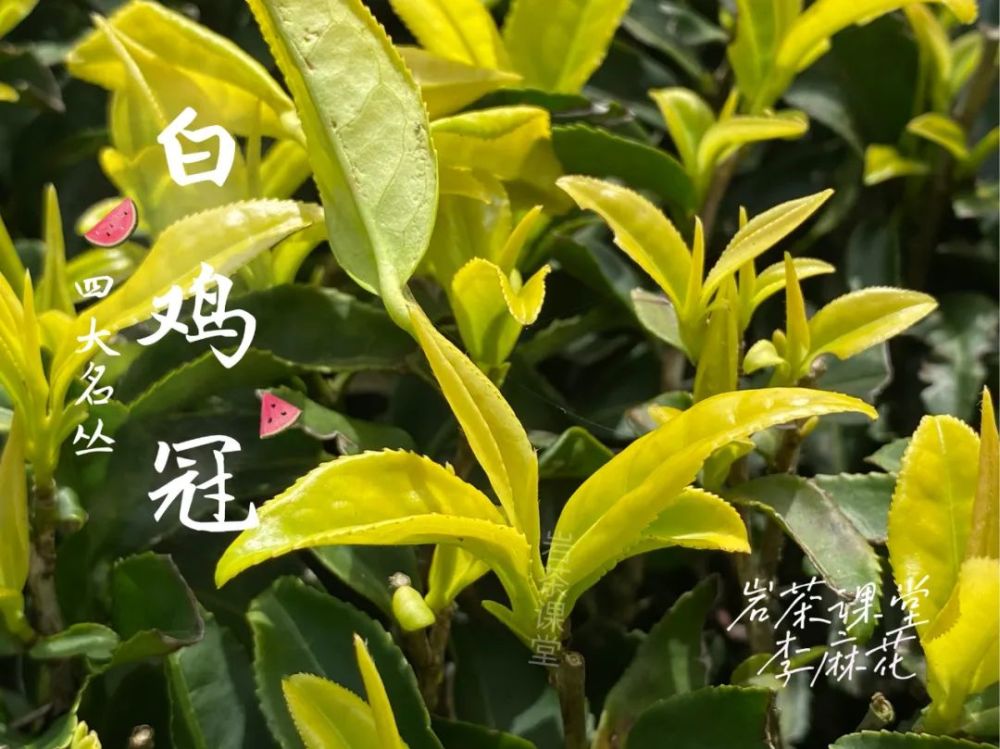 关于白鸡冠的前世今生你了解多少这里有不为人知的秘密