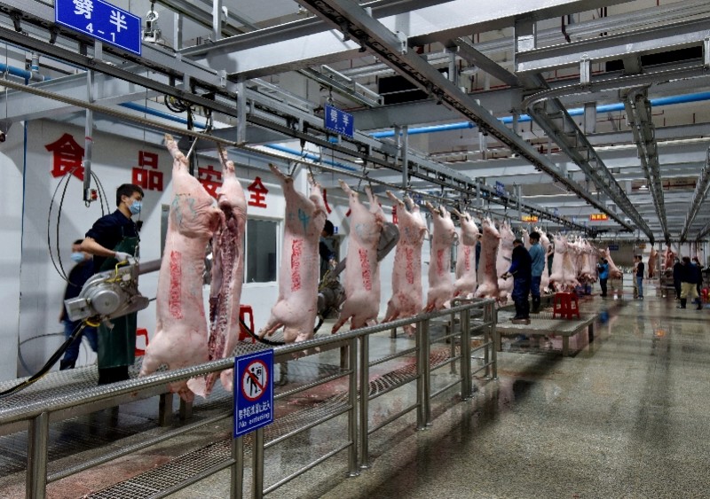 每天多宰千头生猪广州猪肉供应充足日屠宰量195万头