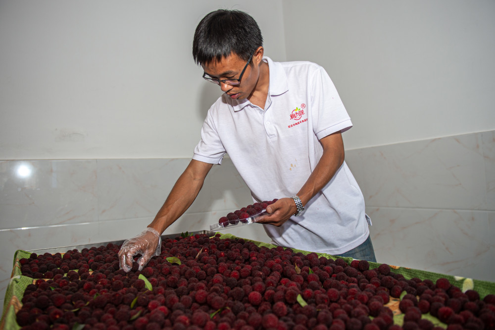 经济浙江慈溪杨梅进入采摘季