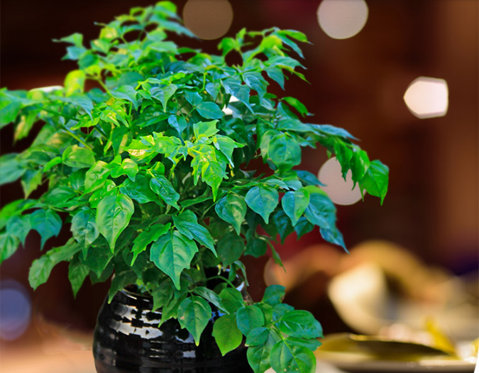 5种"好运树",夏天是旺长期,养在客厅显大气,财运福气长陪伴