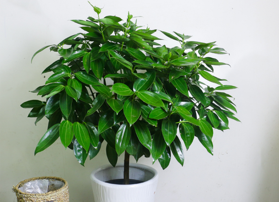 5种"好运树",夏天是旺长期,养在客厅显大气,财运福气长陪伴