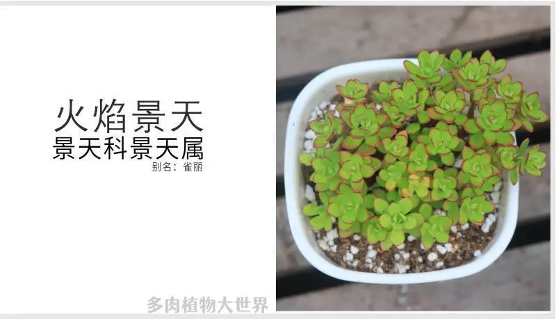火焰惊天景天科景天属多肉植物也叫雀丽红色系小型种易群生