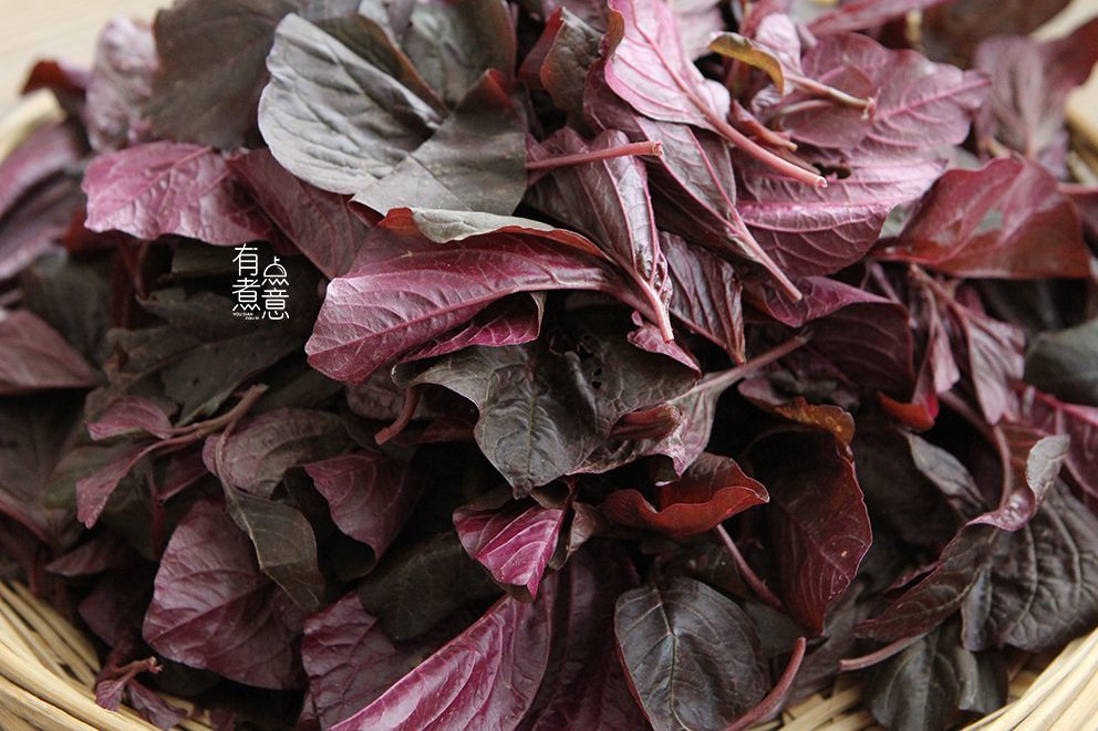 我国南方苋菜品种有很多,依照叶色的不同,可分为绿苋,红苋,彩色苋3个