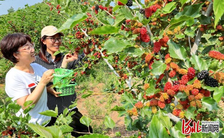 德州夏津桑葚节2021图片