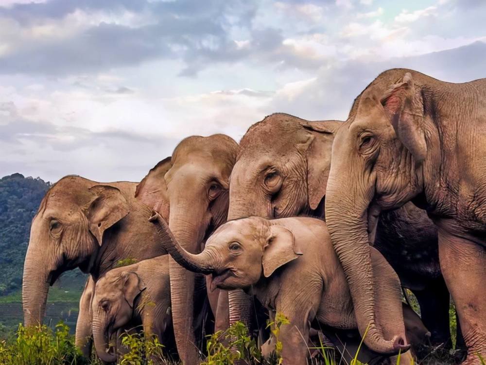 1级地震,距离震中30公里的象群会发出预警吗?