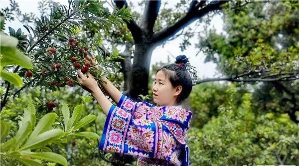 东魁杨梅价格6斤
