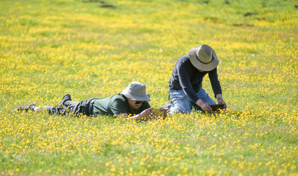 端午去哪儿玩 若诗若画若尔盖 草原上的花已开好等你来赏 全网搜