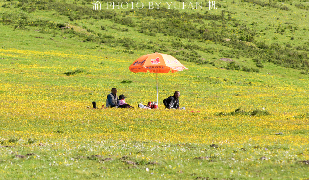 端午去哪儿玩 若诗若画若尔盖 草原上的花已开好等你来赏 全网搜