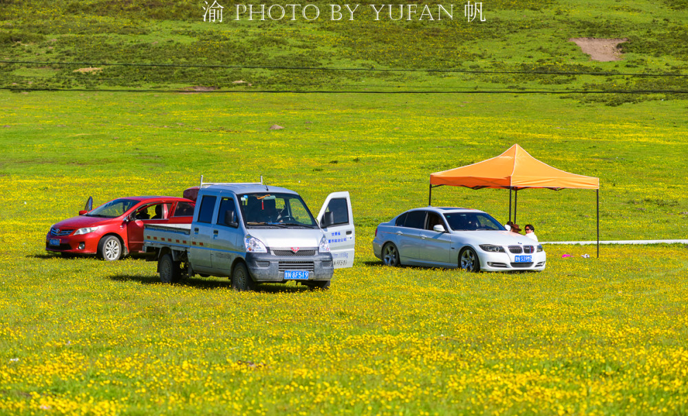 端午去哪儿玩 若诗若画若尔盖 草原上的花已开好等你来赏 全网搜