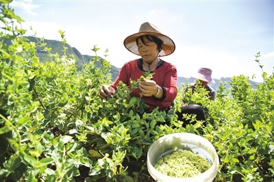 河北涉縣擴大中藥材種植助力中醫藥發展