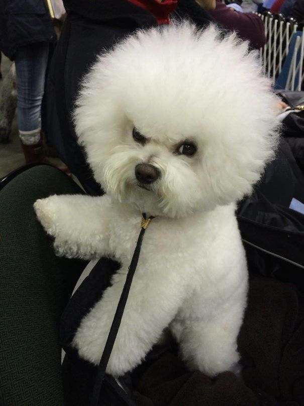 图为生气的小蜥蜴,蜥蜴的动作表示它很生气.