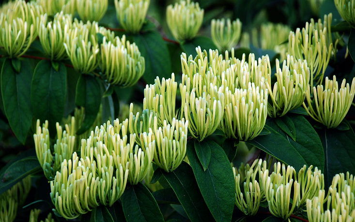 朵朵银花醉心脾!秀山将举办首届中国山银花节_腾讯新闻