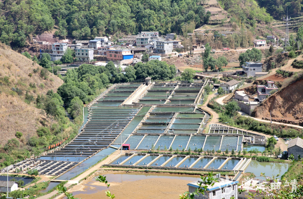 基地,冷流水养殖规模,养殖产量产值均占云南省冷水鱼产量产值的50%