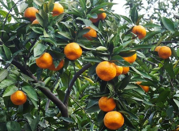 柑橘开花不结果是怎么回事 腾讯新闻
