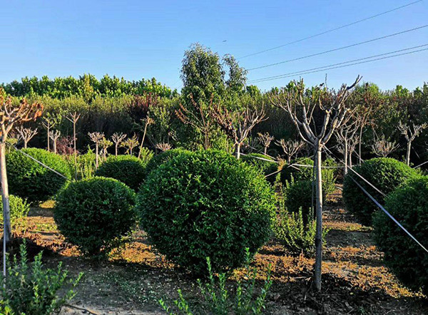 苗木生长过快被烈日灼伤的该怎么挽救 腾讯新闻