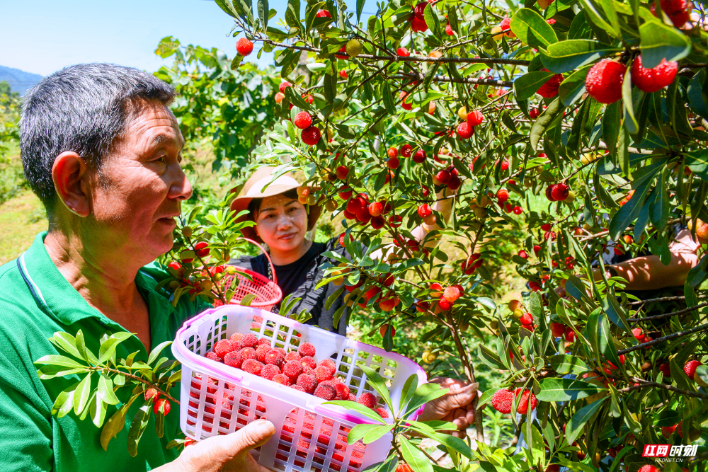 新宁县崀山镇杨梅成熟了采摘正当时