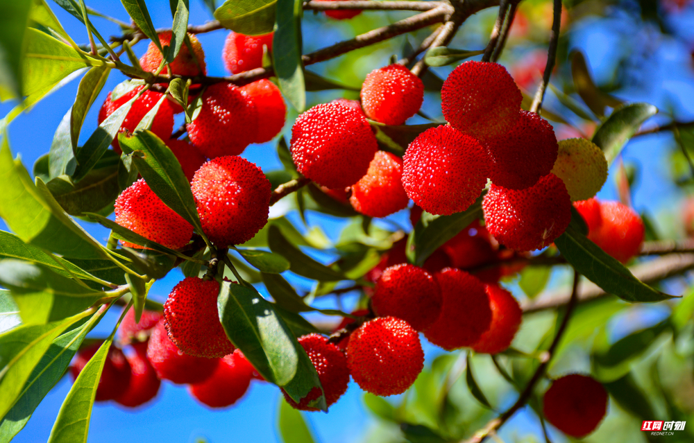 新宁县崀山镇杨梅成熟了采摘正当时