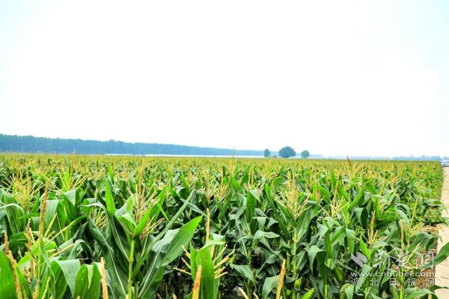 图为:汉南区甜玉米种植地.图为:农户正在玉米地采摘.