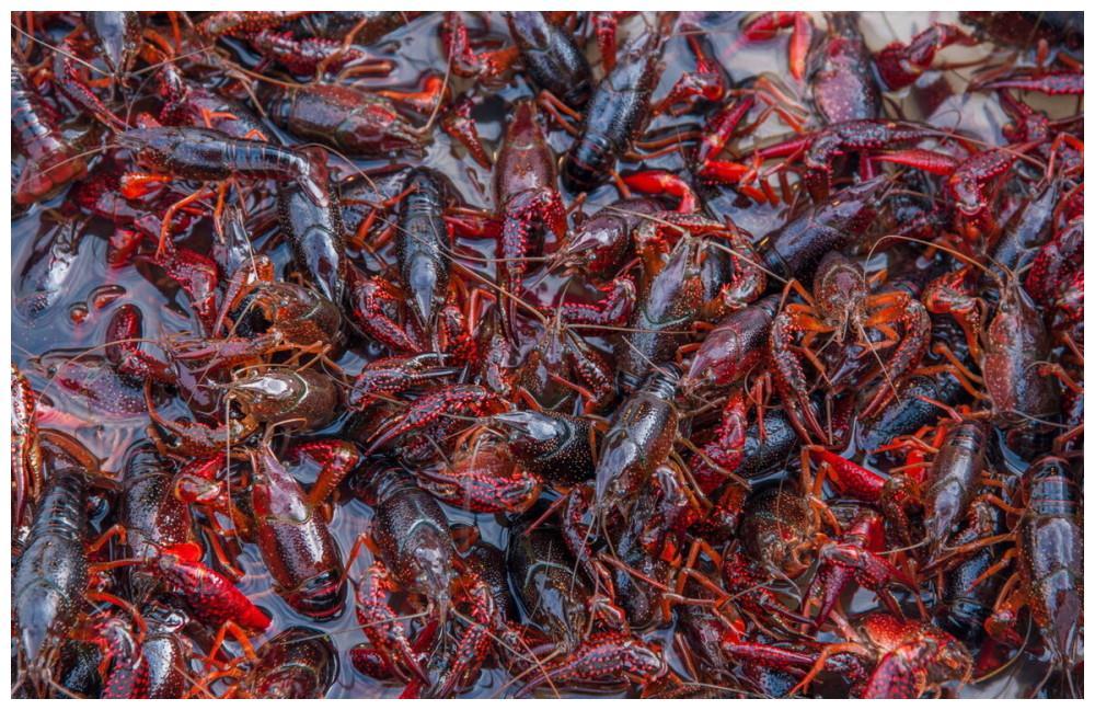 小龙虾入侵中国失败,被吃到濒临灭绝?想多了,你吃的都是养殖的