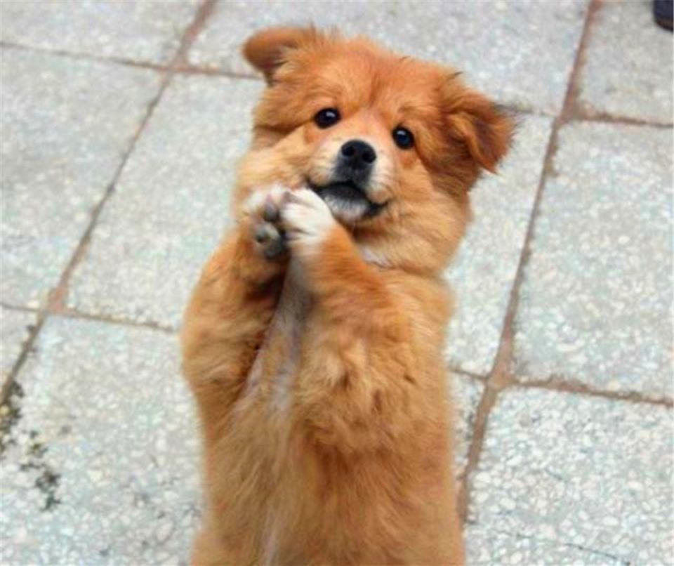 为什么说 蛇鼠狗见之愁 夜猫啼恐不吉 农村的讲究有啥道理 腾讯新闻