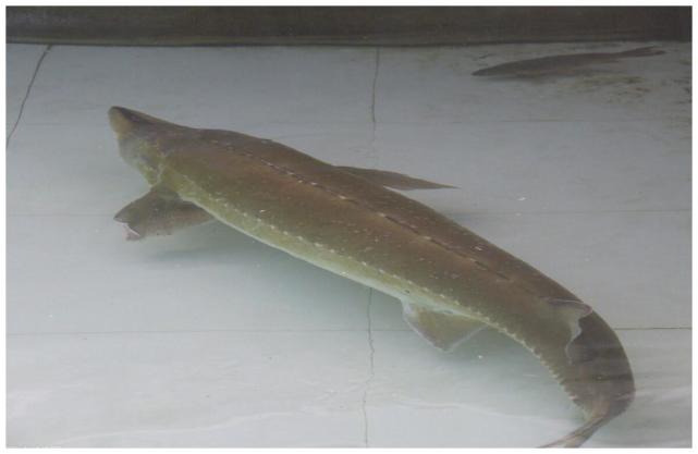 渔民网上千斤重达氏鳇,国家以22万元收购,这鱼为什么这么值钱