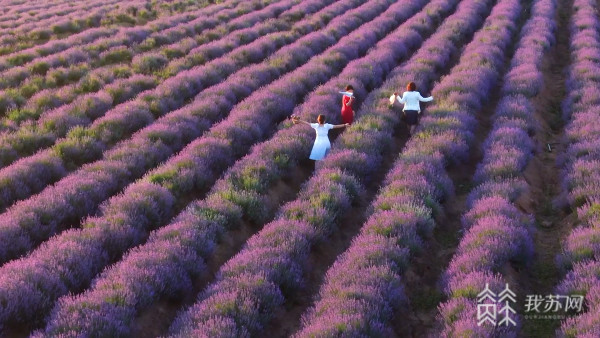 江苏赏花地图 夏花绚烂 约吗 腾讯新闻