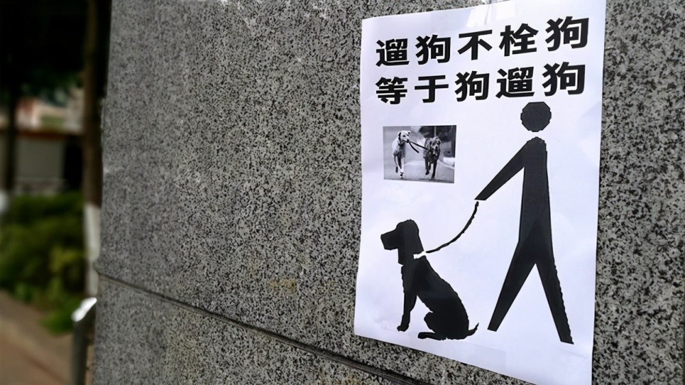 孩子老婆不堪其扰,杭州男子40多天毒死7只狗,或被追究刑事责任