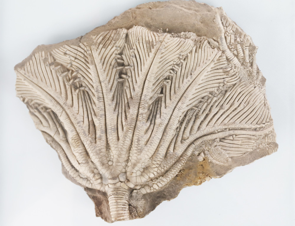 "探索自然,发现生命"400件古生物化石亮相成都市植物园科普馆