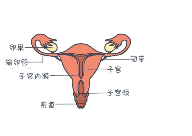 女性人体子宫位于哪里图片