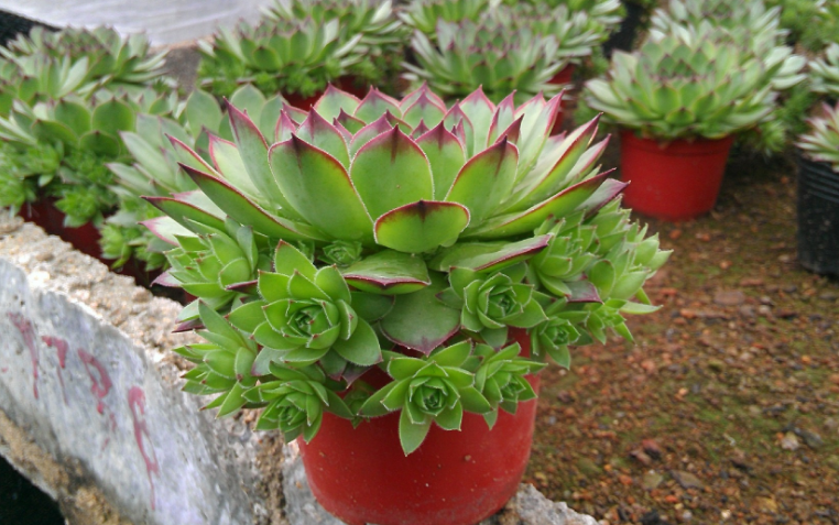 6月养多肉观音莲,怎么管理,才能让小芽长满一圈又一圈?