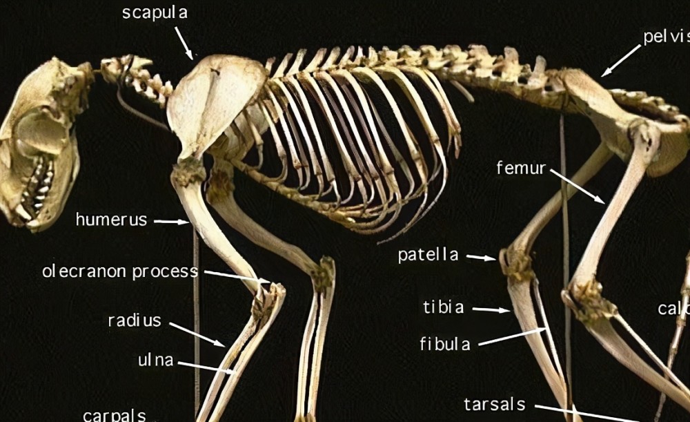 猫咪骨骼示意图肩胛骨只在侧面伴随着肌肉可以做到向各个方向运动,这