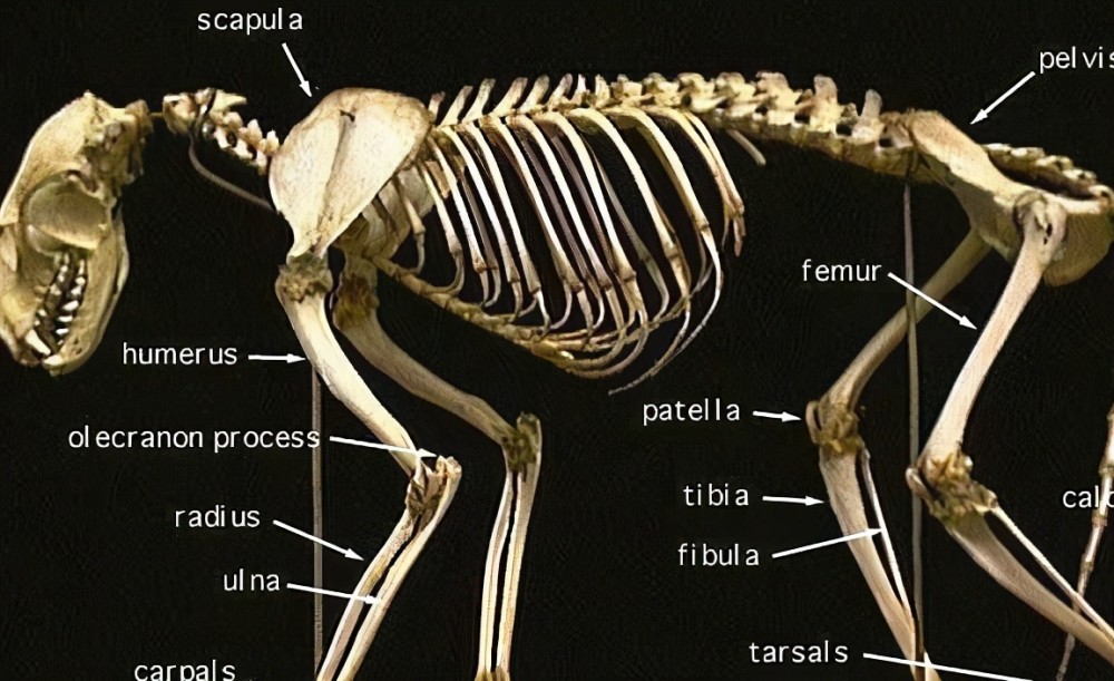 猫咪骨骼示意图