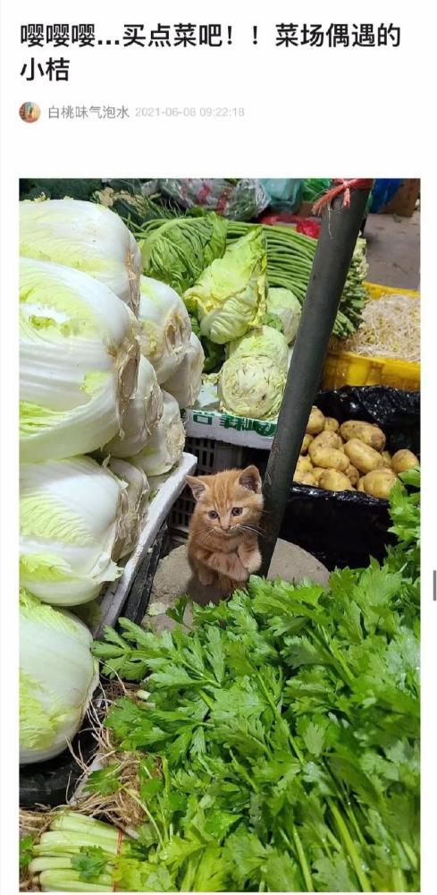 猫猫也会来卖菜?萌萌的表情也太可爱了吧,哈哈