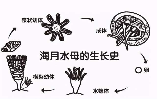 是长生不老,还是借尸还魂?戳破灯塔水母的不老谎言_腾讯网