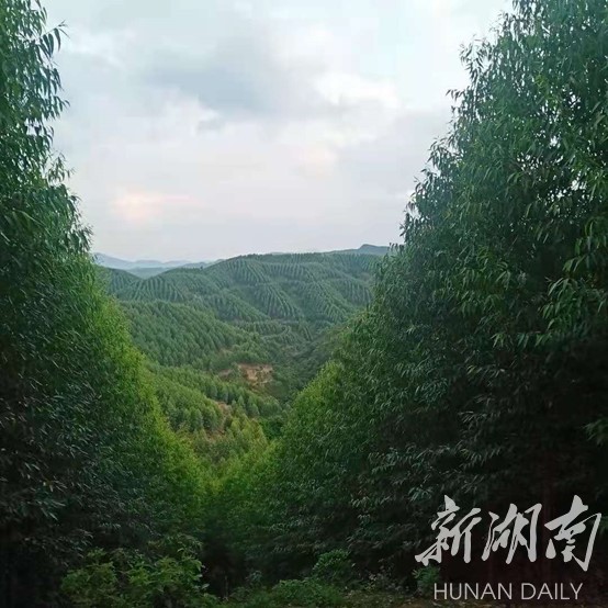 县区江华国有林场赴广西博白林场考察学习