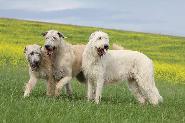 寻根问祖系列(63):爱尔兰猎狼犬(irish wolfhound)